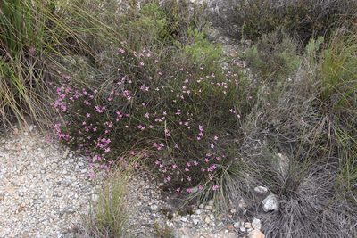 Acmadenia macropetala, photographed by Tony Rebelo