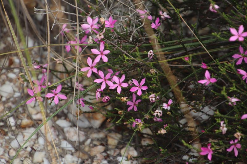 Acmadenia macropetala, photographed by Tony Rebelo