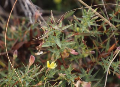Aspalathus alpestris, photographed by Tony Rebelo