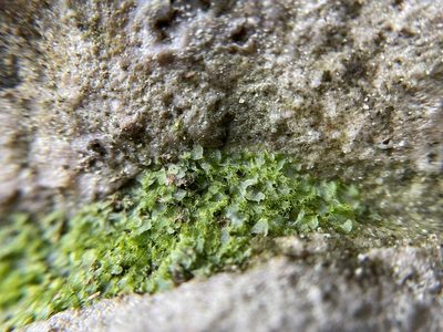 Vittaria appalachiana, photographed by Brandon Corder