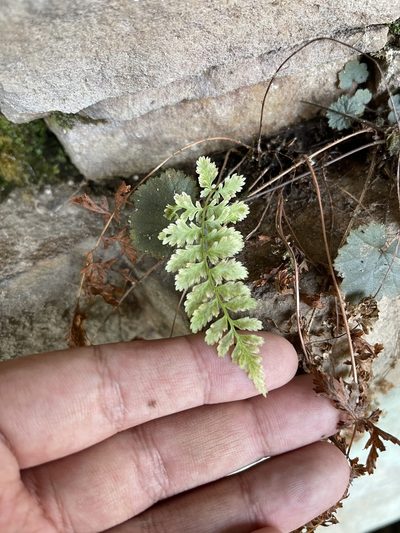 Cystopteris tennesseensis, photographed by Brandon Corder