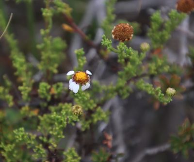 Cymbopappus adenosolen, photographed by Tony Rebelo