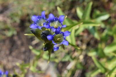 Gentiana parryi, photographed by John Powers