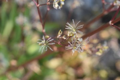 Valeriana edulis, photographed by John Powers