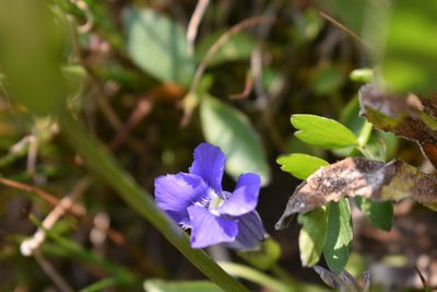 Gentianopsis thermalis, photographed by John Powers