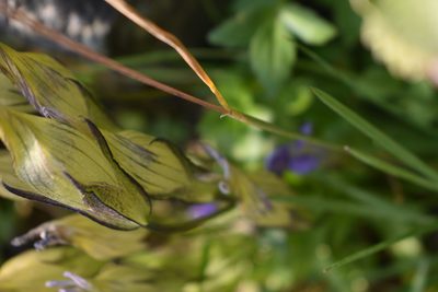 Gentiana algida, photographed by John Powers