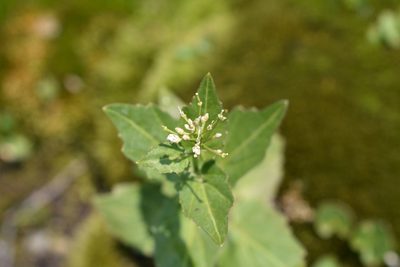 Cardamine cordifolia, photographed by John Powers
