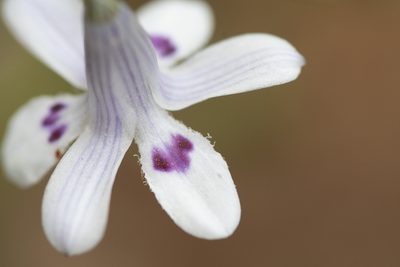 Conanthera campanulata, photographed by Darío De la Fuente