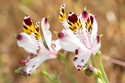 Alstroemeria pulchra, photographed by Darío De la Fuente