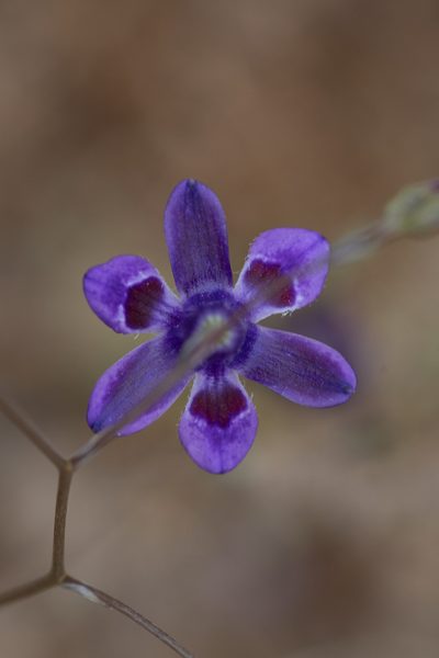 Conanthera trimaculata, photographed by Darío De la Fuente