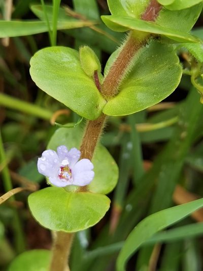 Bacopa salzmannii, photographed by Eduardo Chacón Madrigal