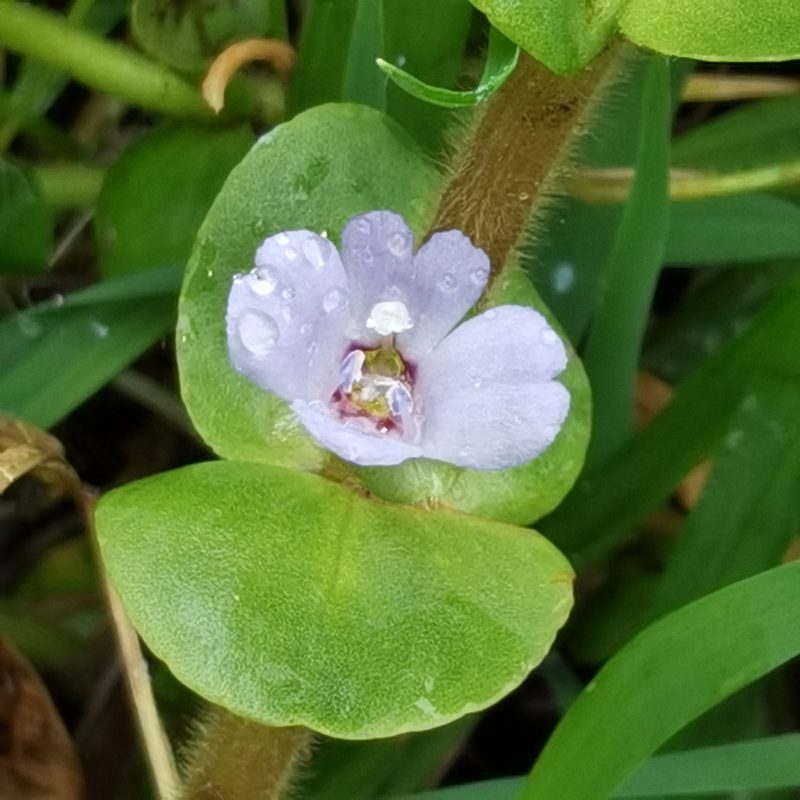 Bacopa salzmannii, photographed by Eduardo Chacón Madrigal