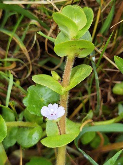 Bacopa salzmannii, photographed by Eduardo Chacón Madrigal