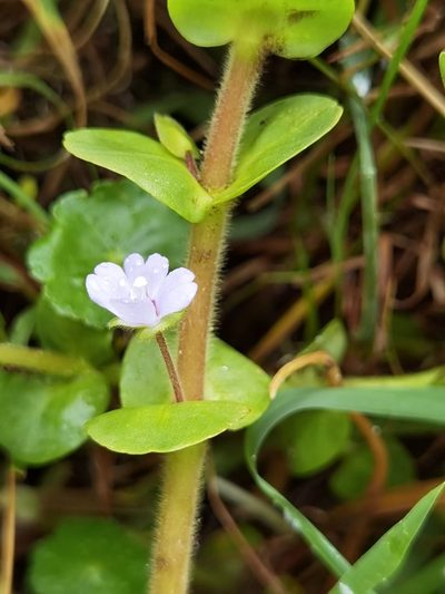 Bacopa salzmannii, photographed by Eduardo Chacón Madrigal