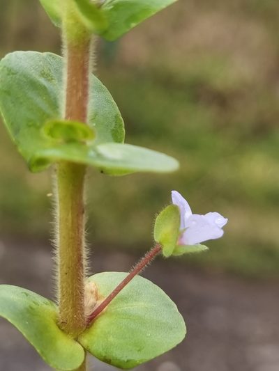 Bacopa salzmannii, photographed by Eduardo Chacón Madrigal