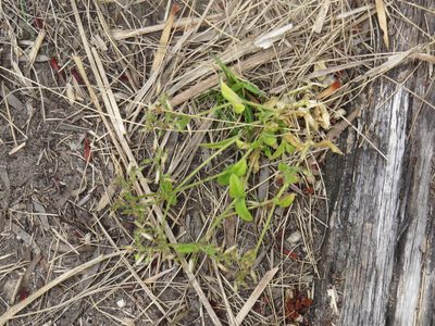 Cerastium capense, photographed by Jeremy Gilmore