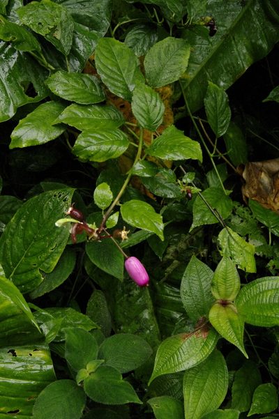 Burmeistera cyclostigmata, photographed by Eric Knight