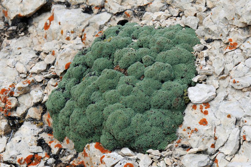 Kelseya uniflora, photographed by Todd Boland