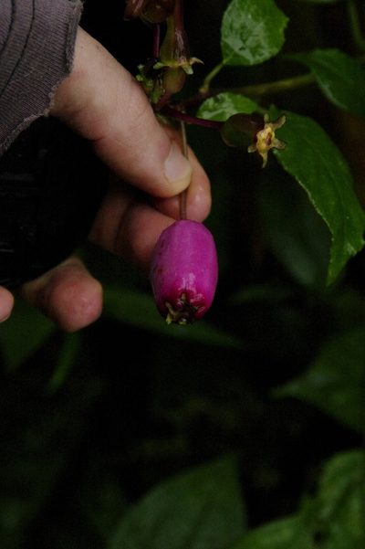 Burmeistera cyclostigmata, photographed by Eric Knight