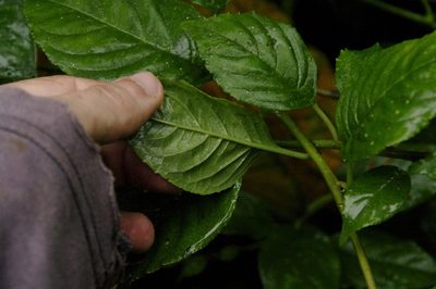 Burmeistera cyclostigmata, photographed by Eric Knight