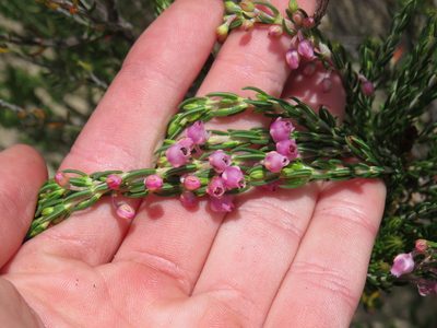 Erica irregularis, photographed by Jeremy Gilmore
