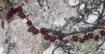 Senecio radicans, photographed by Tony Rebelo