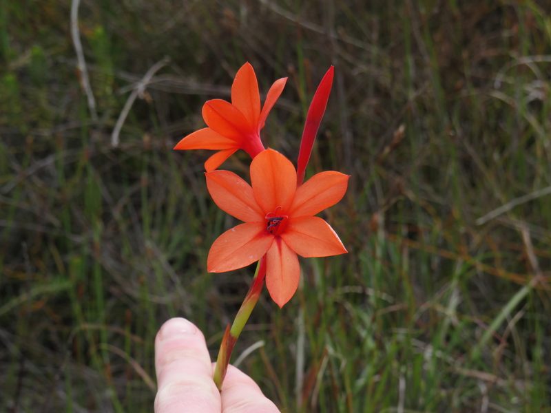 Watsonia stenosiphon, photographed by Jeremy Gilmore