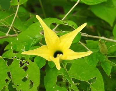 Schizocarpum parviflorum, photographed by Francisco Farriols Sarabia