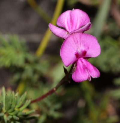 Indigofera quinquefolia, photographed by Brian du Preez