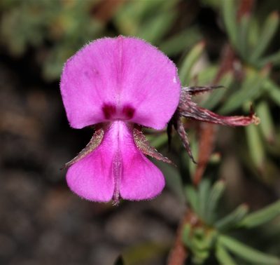 Indigofera quinquefolia, photographed by Brian du Preez