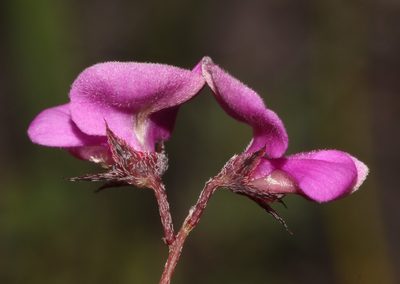 Indigofera quinquefolia, photographed by Brian du Preez