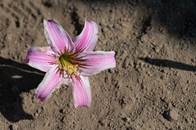 Rhodolirium montanum, photographed by Darío De la Fuente