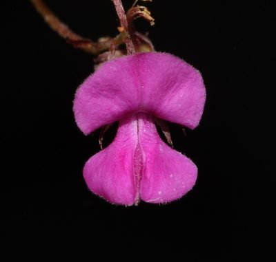 Indigofera quinquefolia, photographed by Brian du Preez