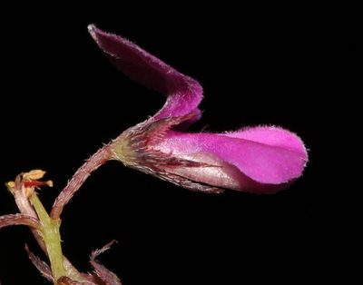 Indigofera quinquefolia, photographed by Brian du Preez