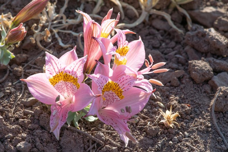 Alstroemeria pallida, photographed by Darío De la Fuente