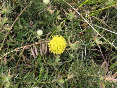 Leucospermum prostratum, photographed by Jeremy Gilmore
