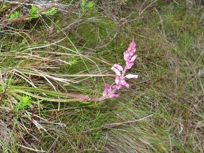Lachenalia rosea, photographed by Jeremy Gilmore