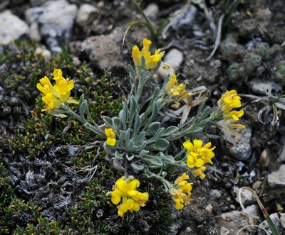 Physaria spatulata, photographed by Todd Boland