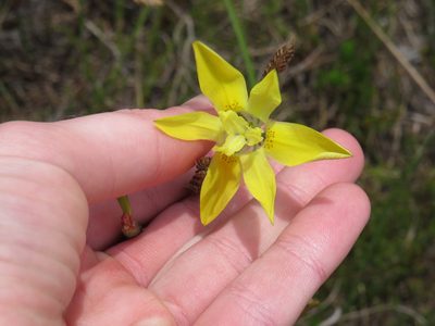 Moraea bituminosa, photographed by Jeremy Gilmore