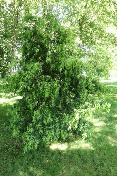 Podocarpus salignus, photographed by nitsuga74