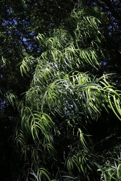 Podocarpus salignus, photographed by nitsuga74
