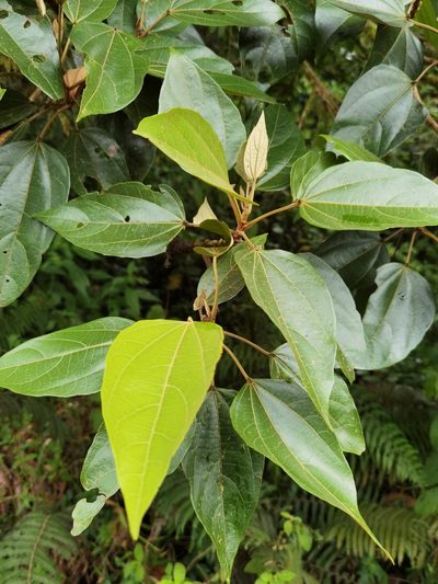 Hampea appendiculata, photographed by Eduardo Chacón Madrigal