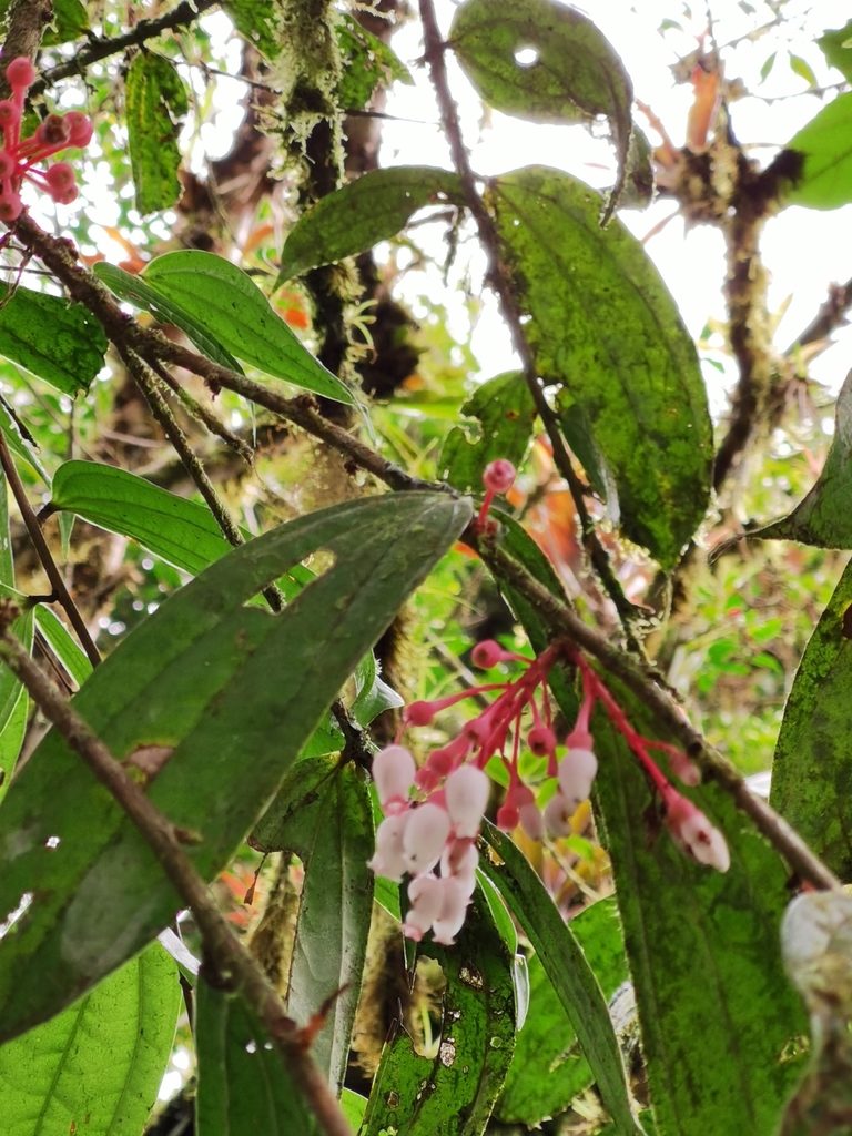 Thibaudia costaricensis, photographed by Eduardo Chacón Madrigal