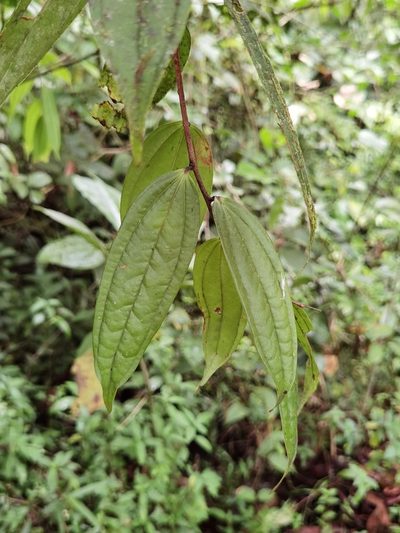 Thibaudia costaricensis, photographed by Eduardo Chacón Madrigal