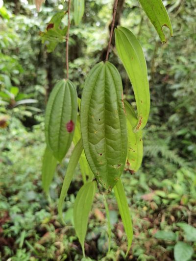 Thibaudia costaricensis, photographed by Eduardo Chacón Madrigal