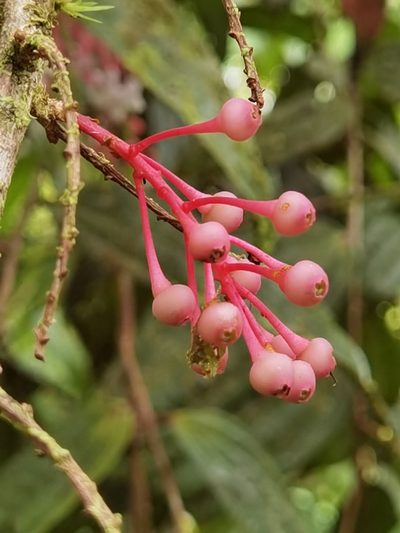 Thibaudia costaricensis, photographed by Eduardo Chacón Madrigal