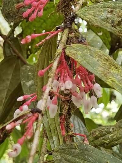 Thibaudia costaricensis, photographed by Eduardo Chacón Madrigal