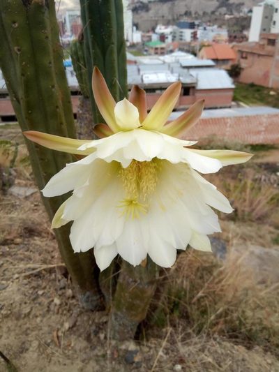 Trichocereus bridgesii, photographed by Alfredo F. Fuentes Claros