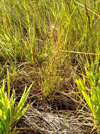 Juncus dichotomus, photographed by Leon Perrie