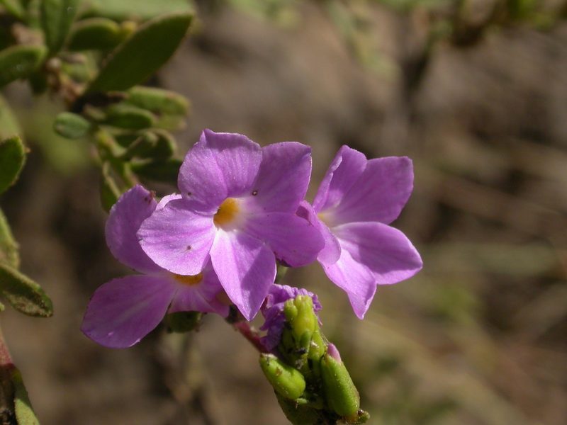 Campylanthus glaber, photographed by Yves Bas